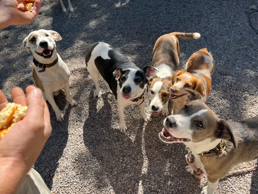 Service garde animaux entre particuliers (83)