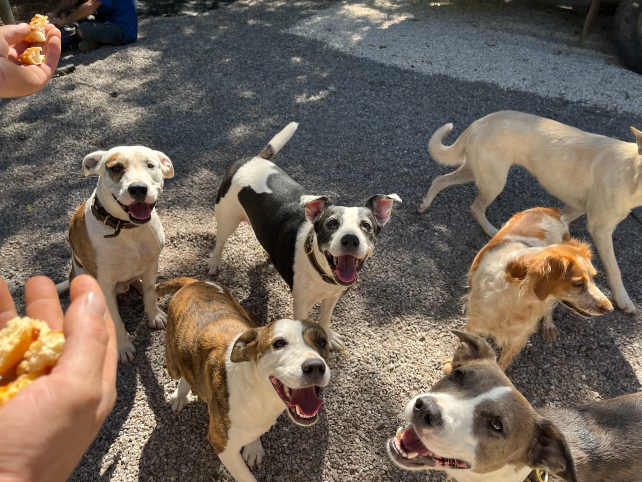 Service garde animaux entre particuliers (83)