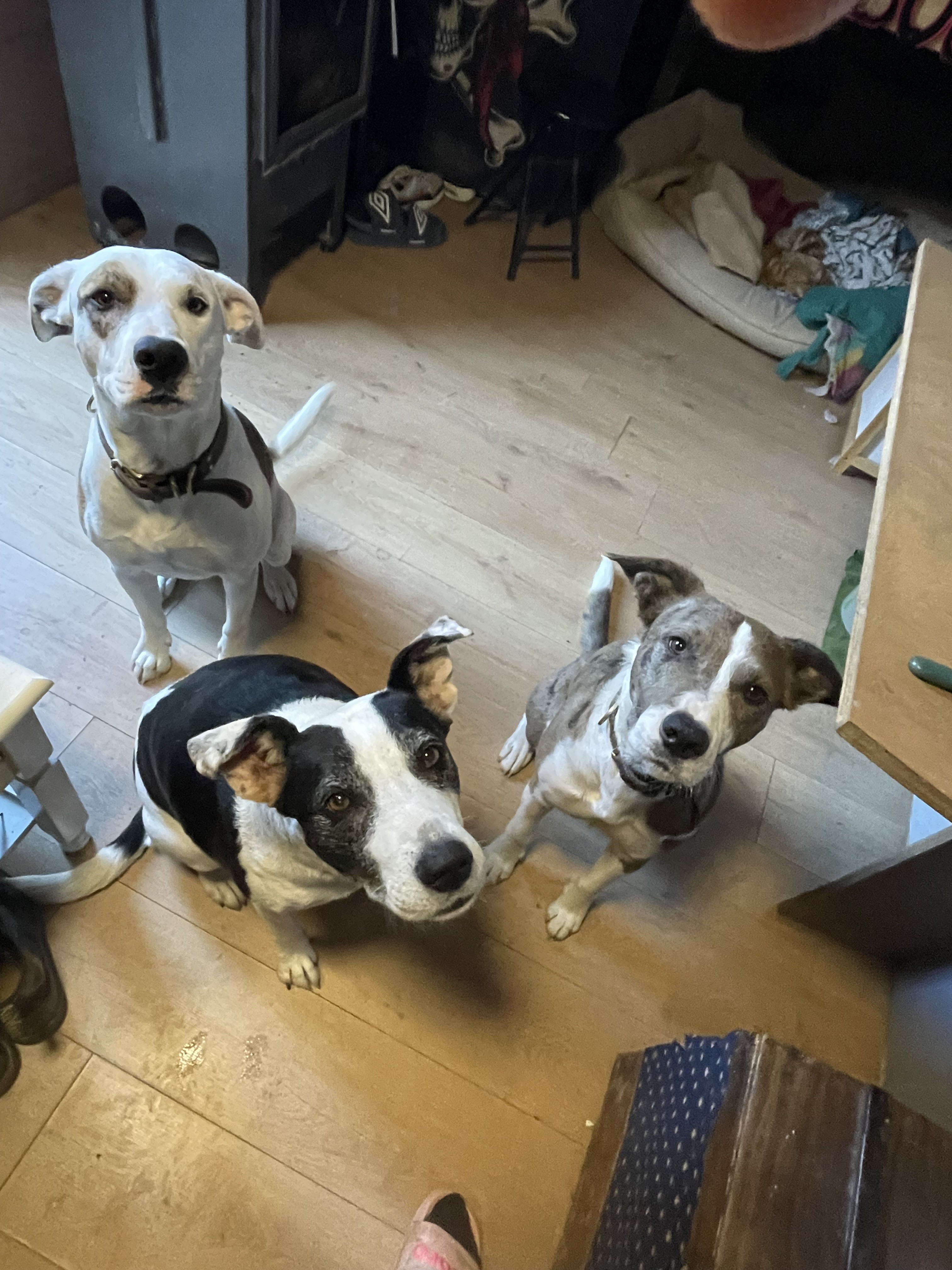 Service garde animaux entre particuliers (83)