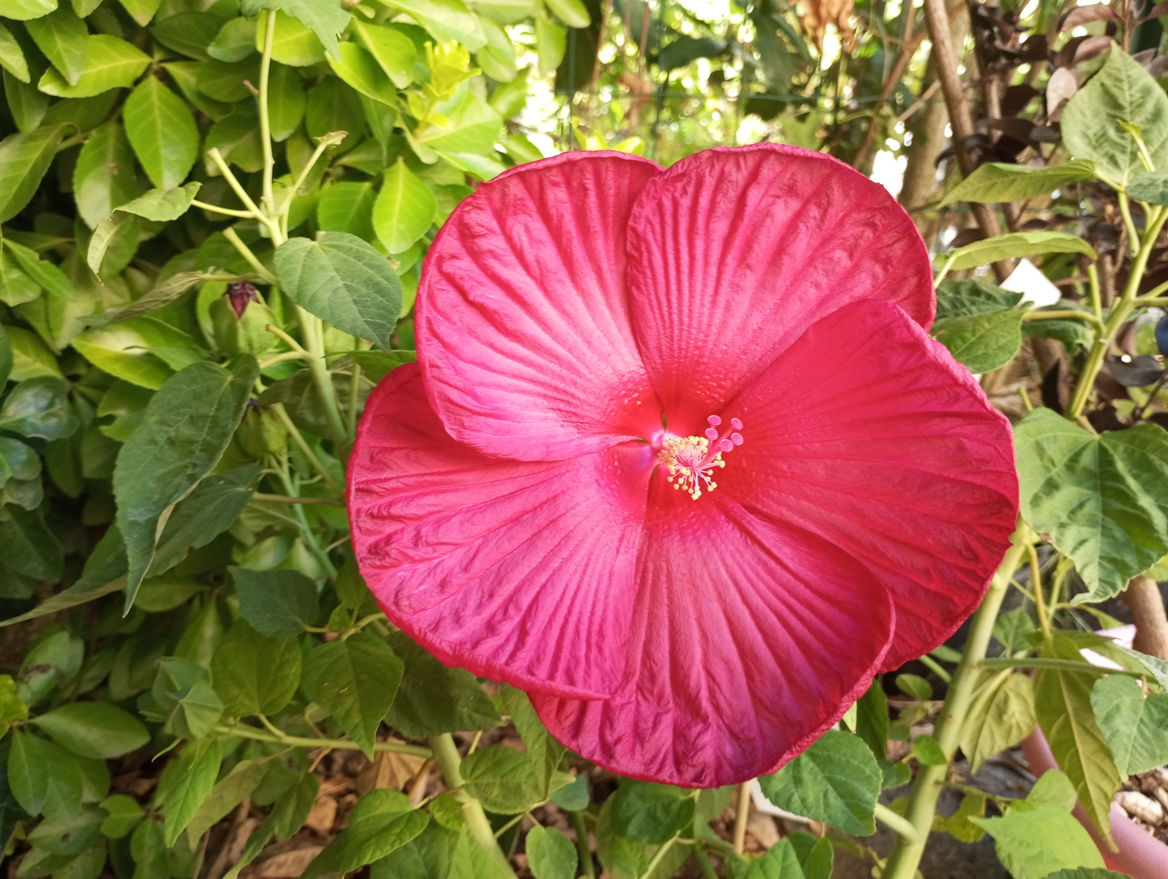 Service entretien jardin entre particuliers (07)