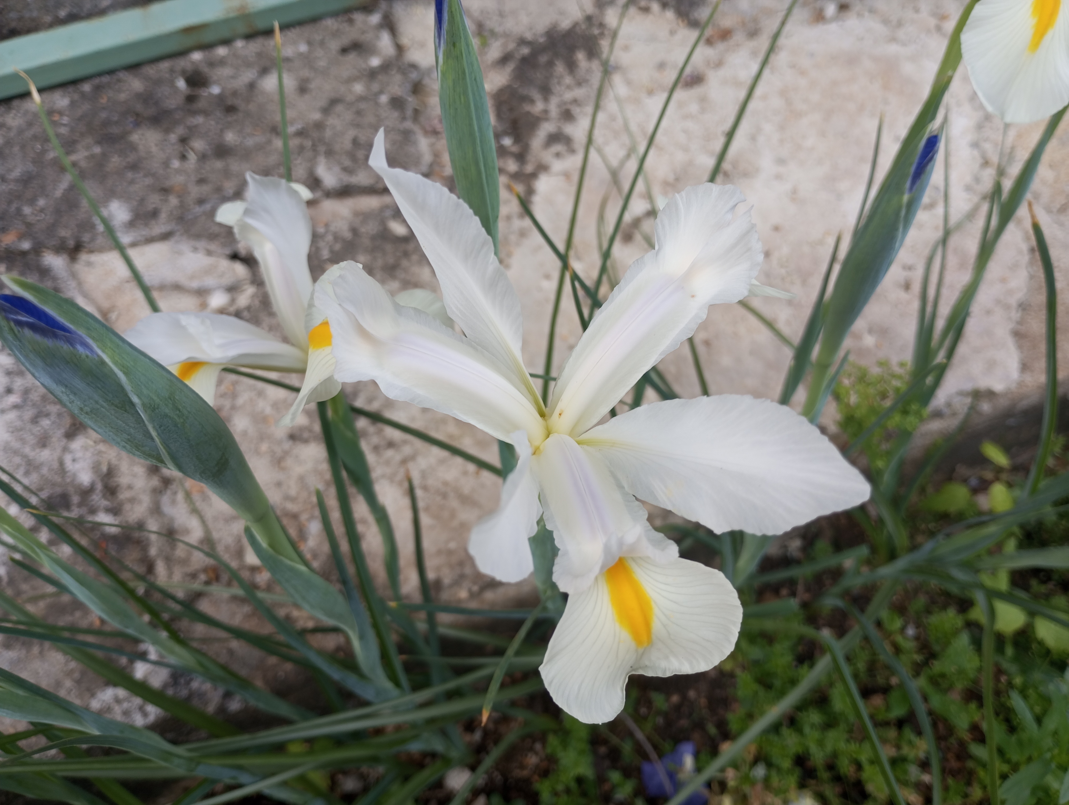 Service entretien jardin entre particuliers (07)