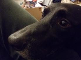 Service chien