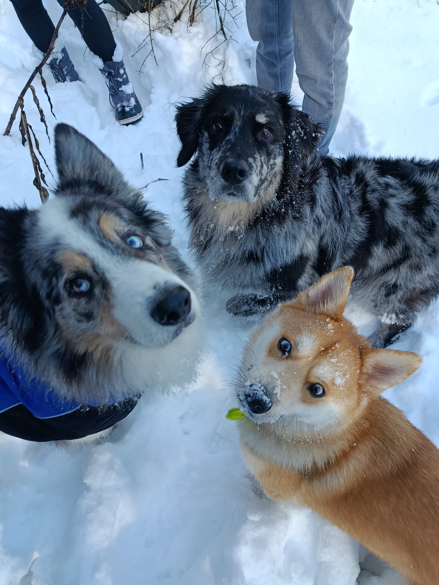 Service garde animaux entre particuliers (38)