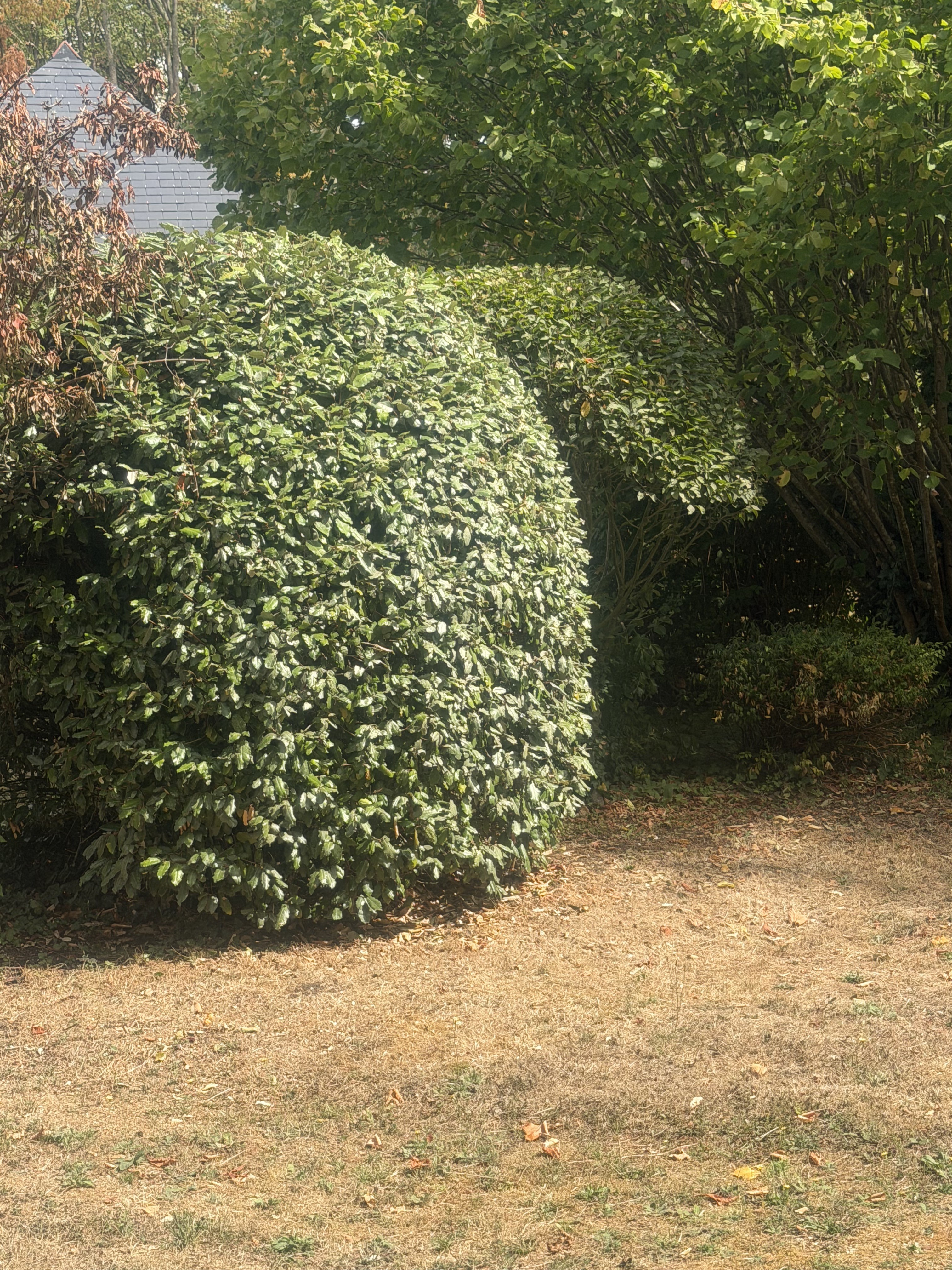 Service entretien jardin entre particuliers (60)