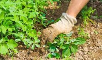 Service jardinage