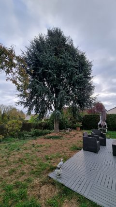 Service coupe de bois