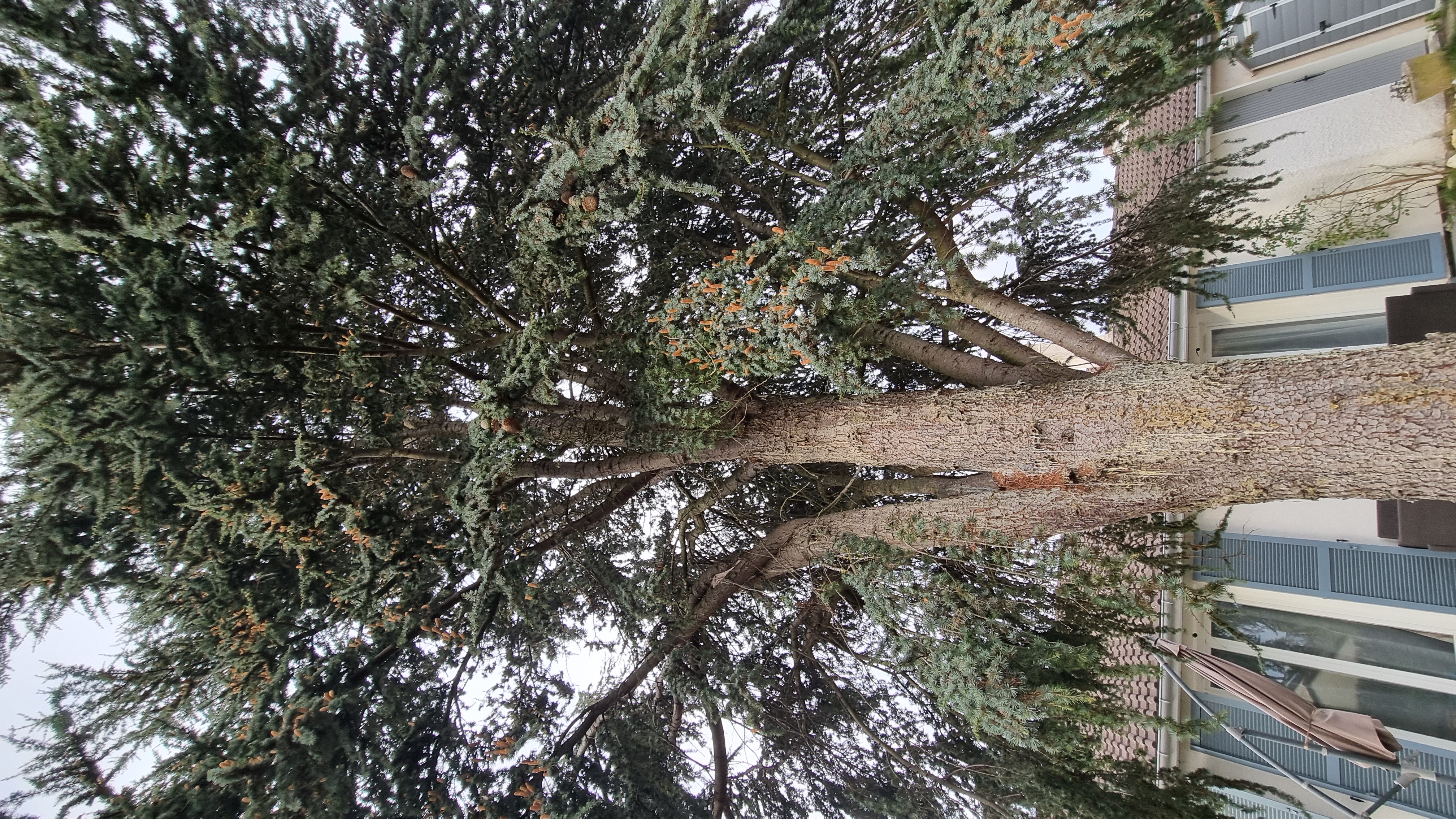 Service coupe de bois entre particuliers (78)