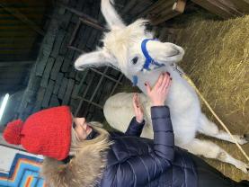 Service garde animaux