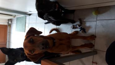 Service garde animaux