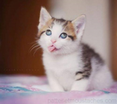 Service garde animaux