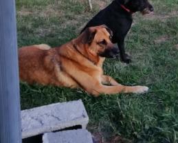 Service chien