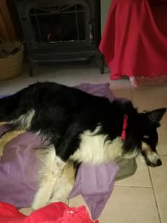 Service chien