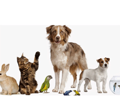 Service garde animaux