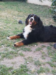 Service chien