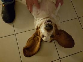 Service garde animaux
