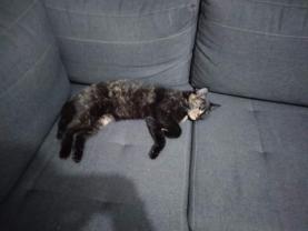 Service garde animaux