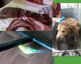 Service garde animaux