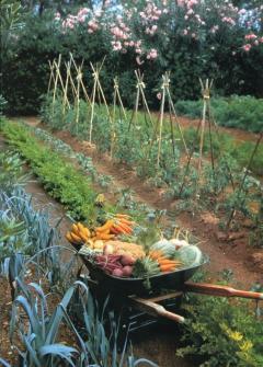Location jardin potager