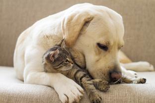 Service chien