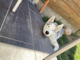 Service chien
