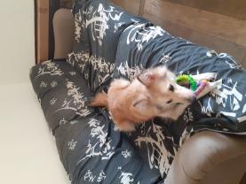 Service promeneur chien