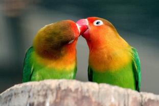 Service garde animaux