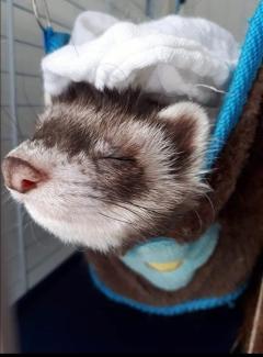Service garde animaux