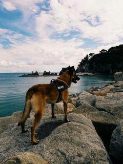 Service garde animaux