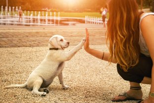 Service garde animaux