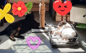 Service garde animaux
