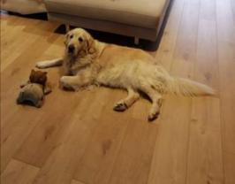 Service chien