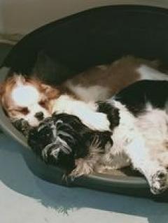Service chien