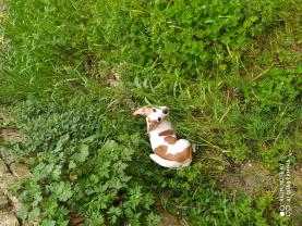 Service garde animaux