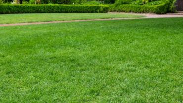 Service entretien jardin