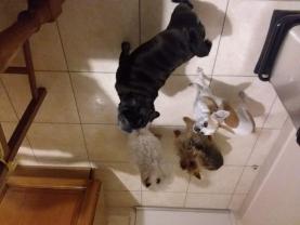 Service chien