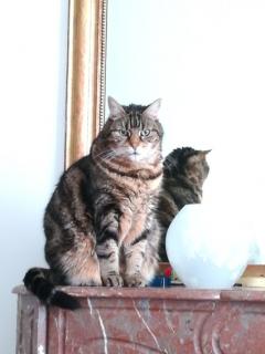 Service garde animaux