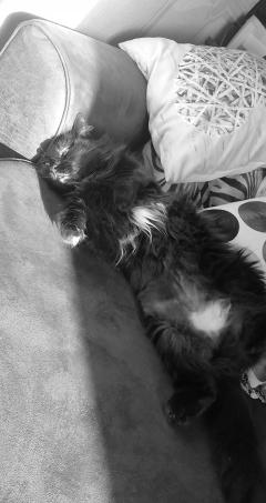Service garde animaux