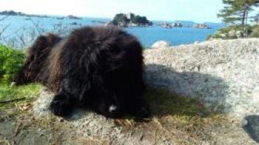 Service chien