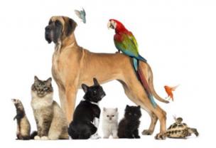Service garde animaux
