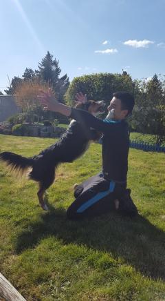 Service chien