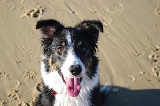 Service garde animaux