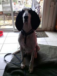 Service chien