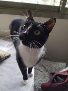 Service garde animaux