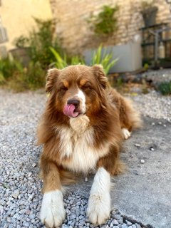 Service garde animaux