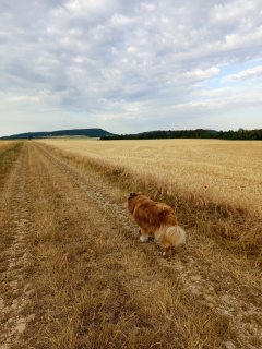 Service promeneur chien