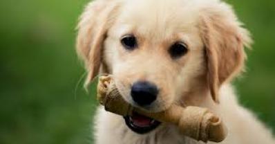 Service chien