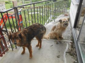 Service chien