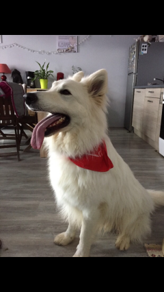 Service garde animaux