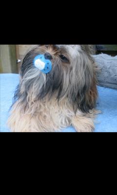 Service garde animaux
