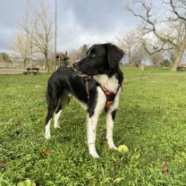 Service garde animaux